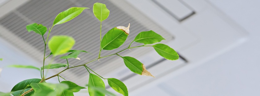 photo of indoor plants
