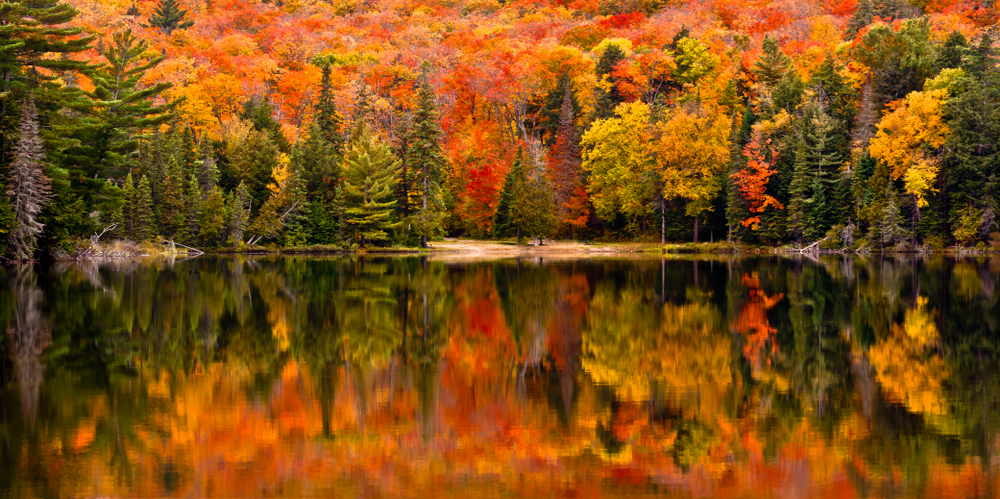 Image of fall trees